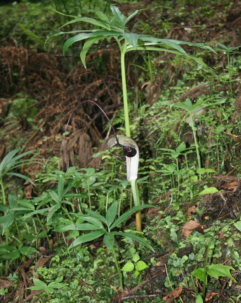 Arisaema thunbergii subsp. urashima