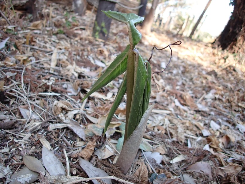 Arisaema thunbergii subsp. urashima photo 2