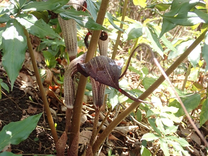Arisaema thunbergii subsp. urashima photo 3