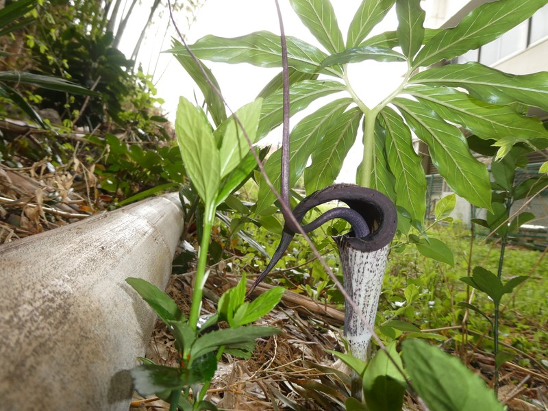 Arisaema thunbergii subsp. urashima photo 4