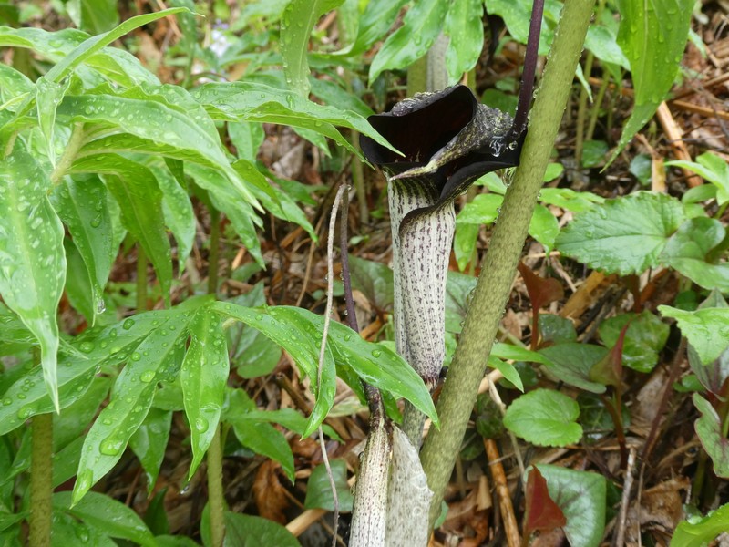 Arisaema thunbergii subsp. urashima photo 5
