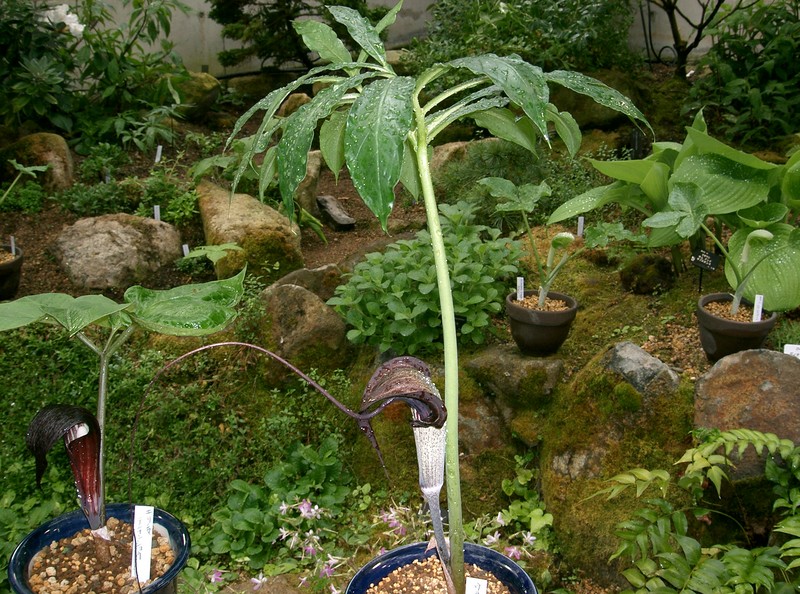Arisaema thunbergii subsp. urashima photo 6