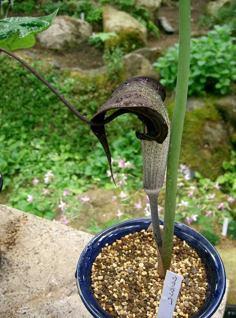 Arisaema thunbergii subsp. urashima photo 7