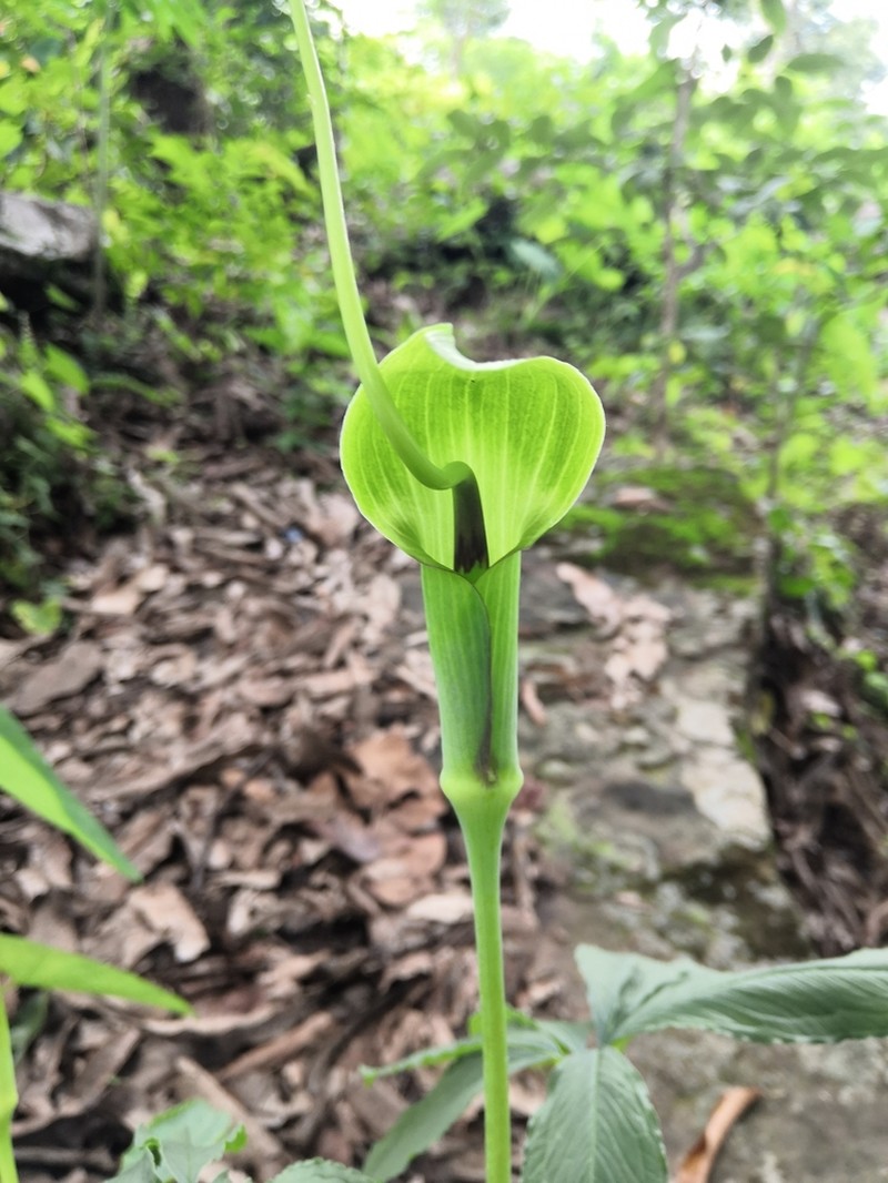 Arisaema