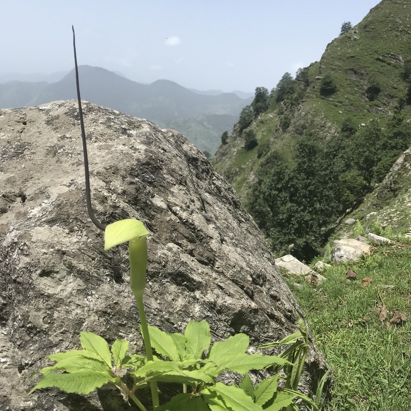Arisaema photo 2