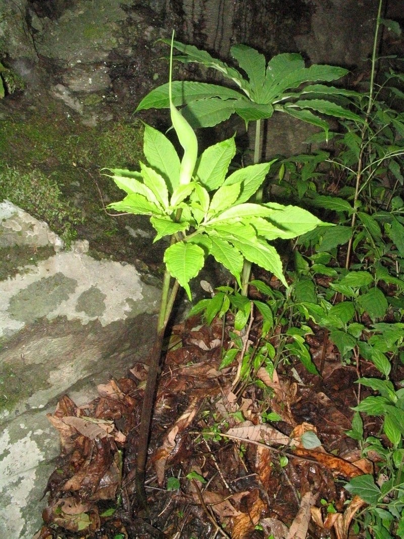 Arisaema photo 3