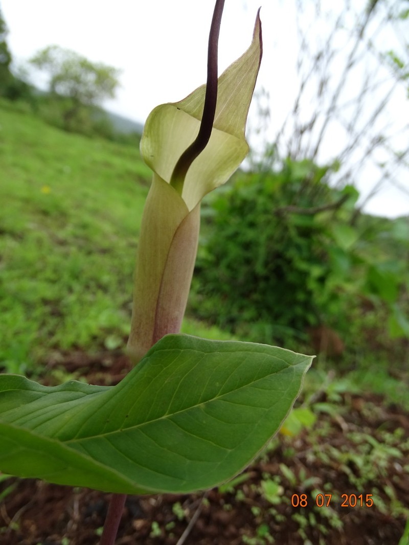 Arisaema photo 4