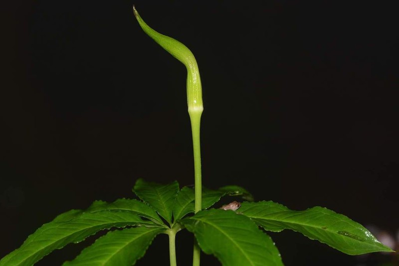 Arisaema photo 5