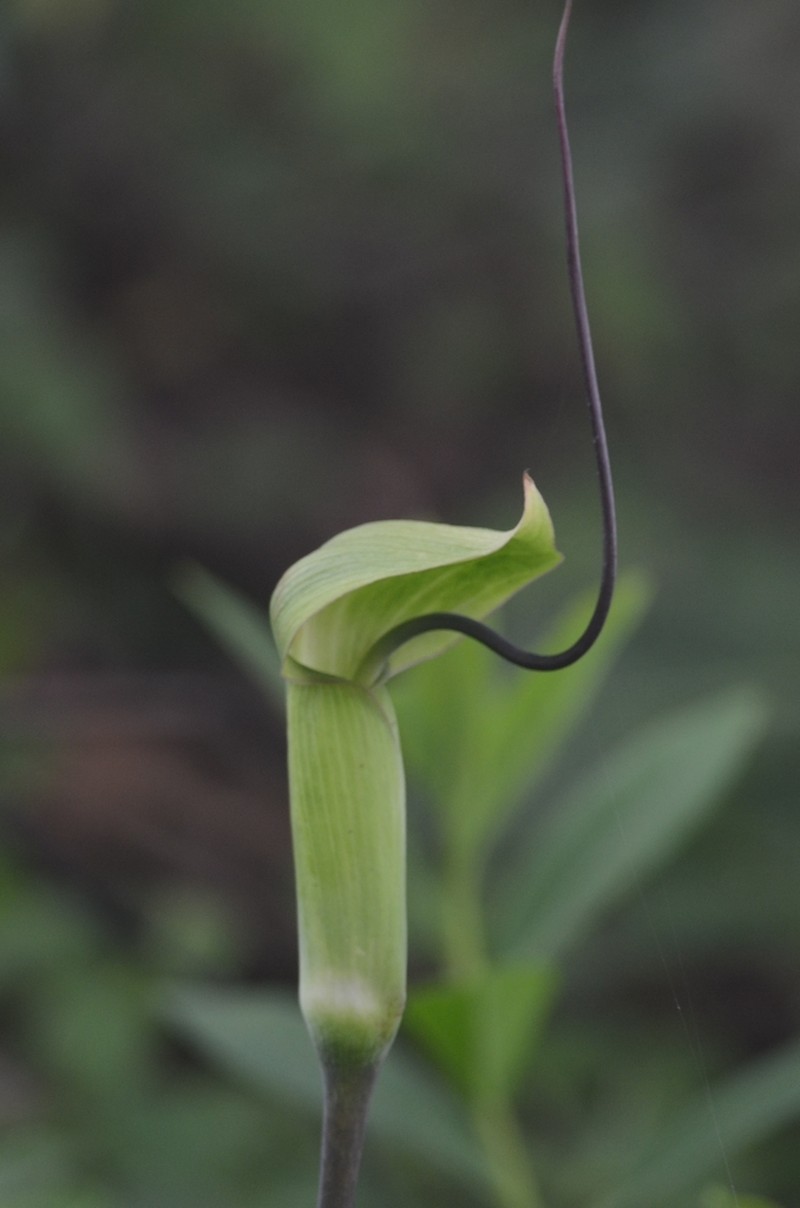 Arisaema photo 6