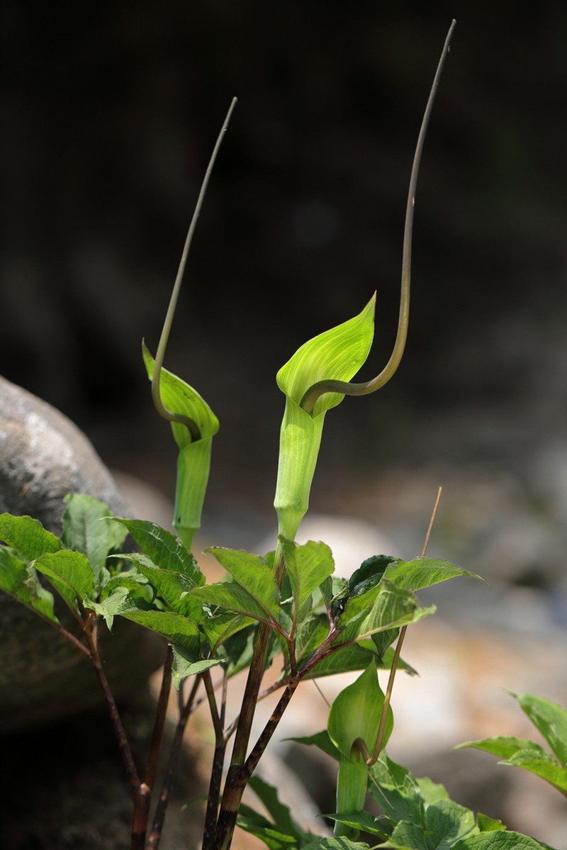 Arisaema photo 7