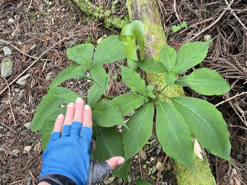 Arisaema tosaense