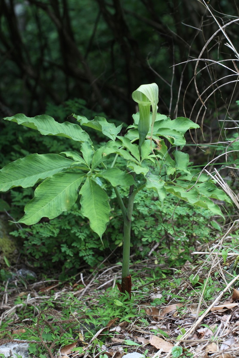 Arisaema tosaense photo 2