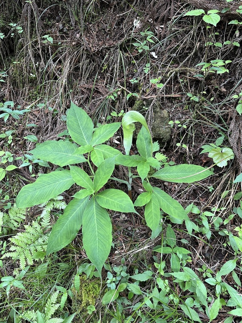 Arisaema tosaense photo 3