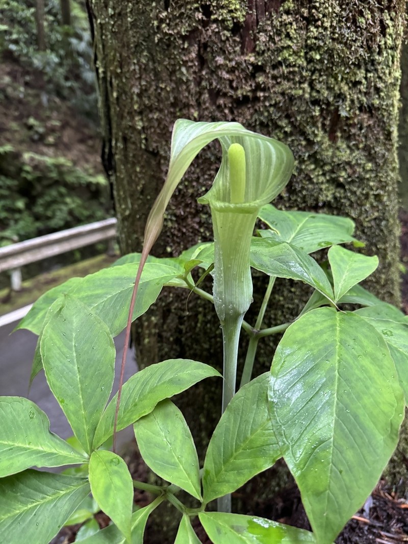 Arisaema tosaense photo 4