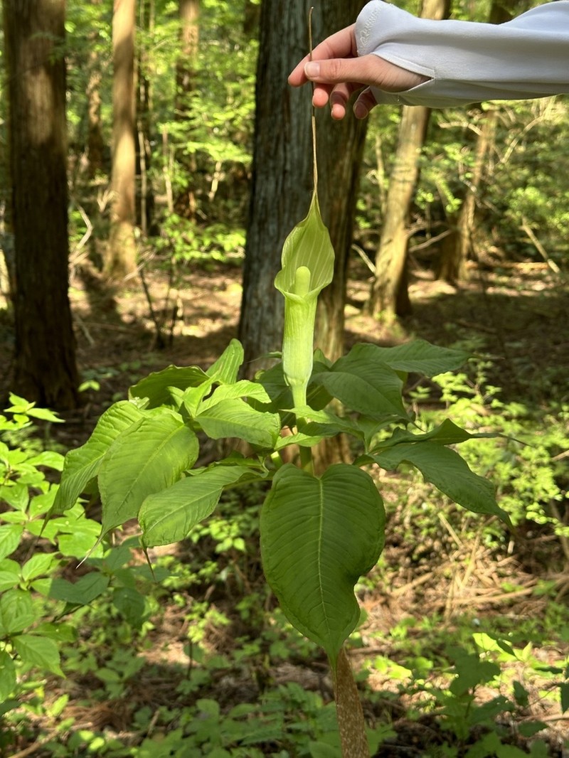 Arisaema tosaense photo 5