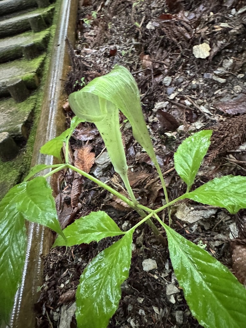 Arisaema tosaense photo 6