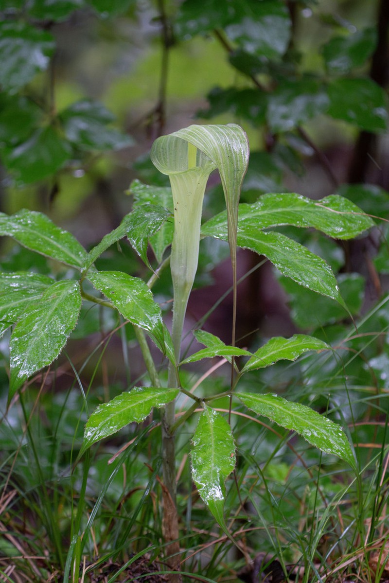 Arisaema tosaense photo 7