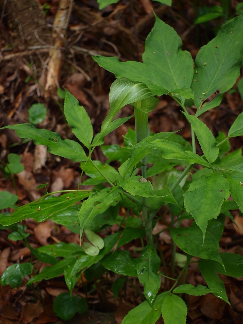 Arisaema tosaense photo 8