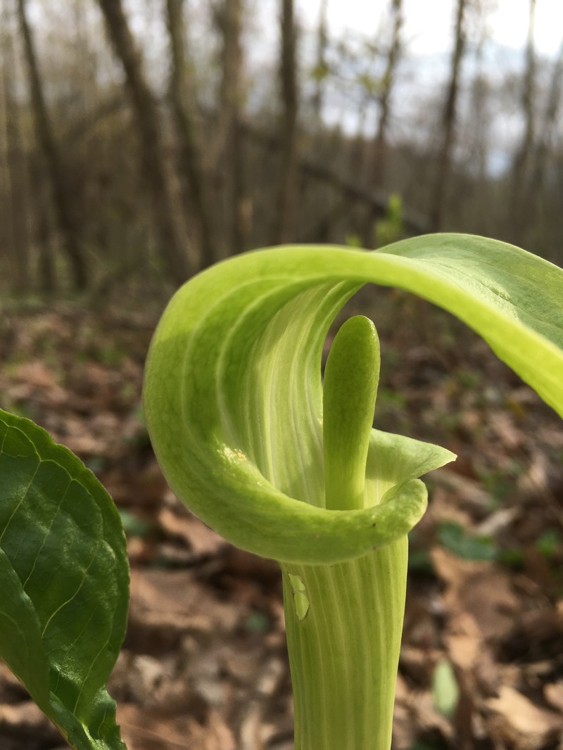 Jack In The Pulpit photo 2