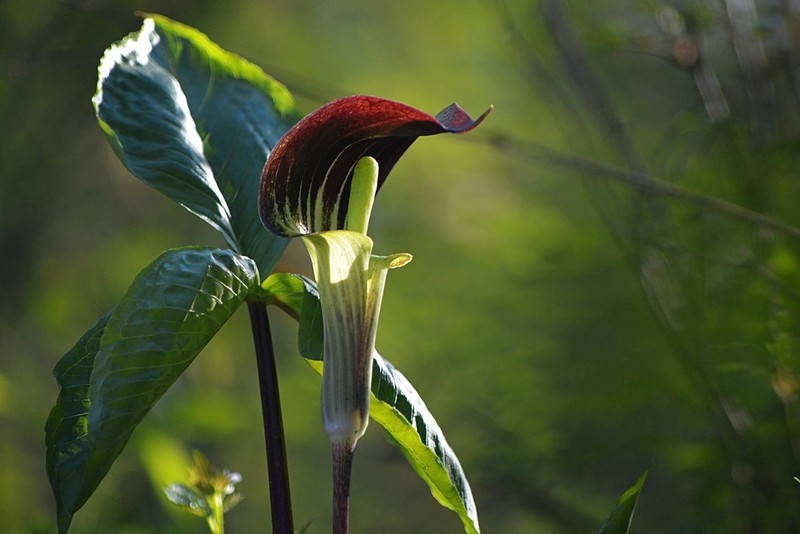 Jack In The Pulpit photo 5