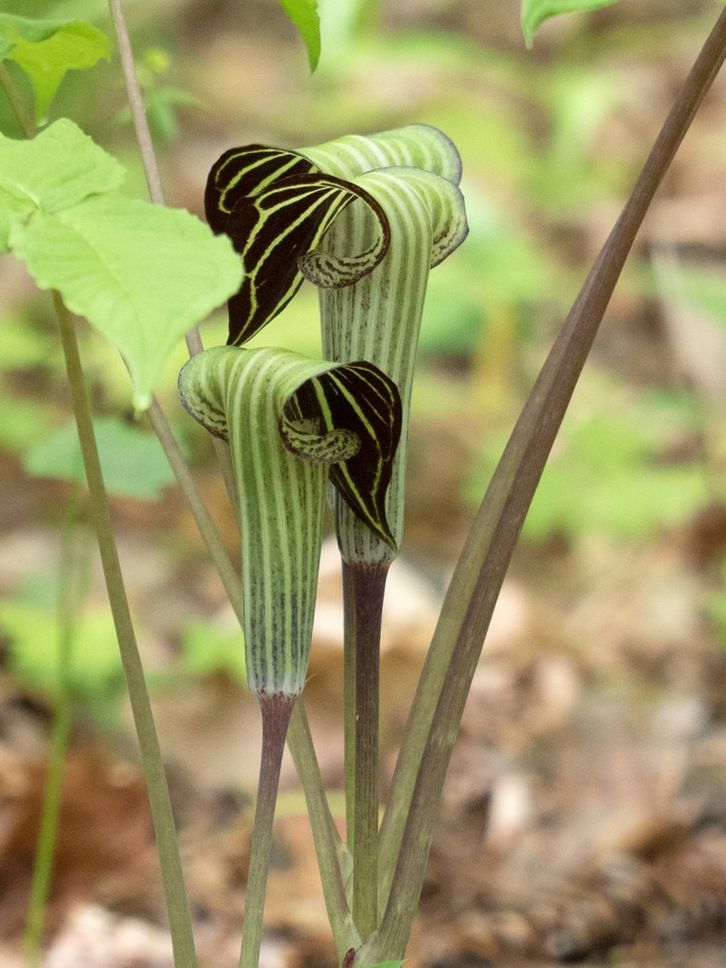 Jack In The Pulpit photo 6