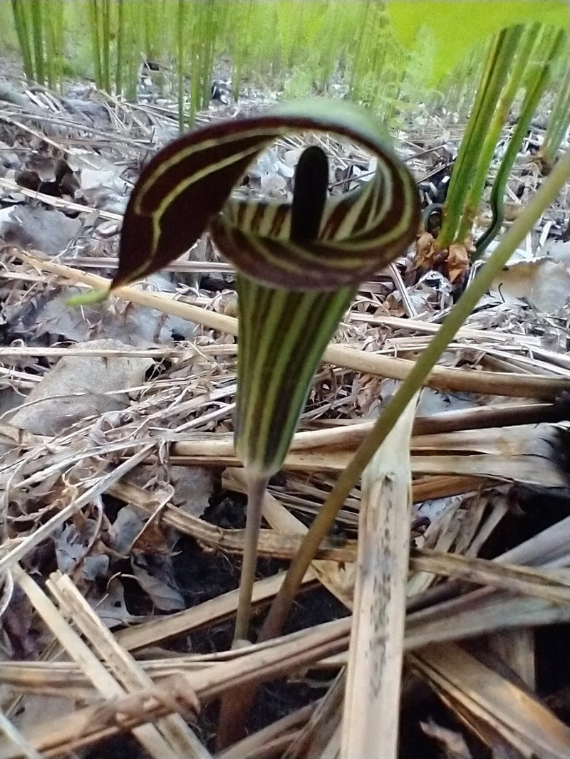 Jack In The Pulpit photo 7