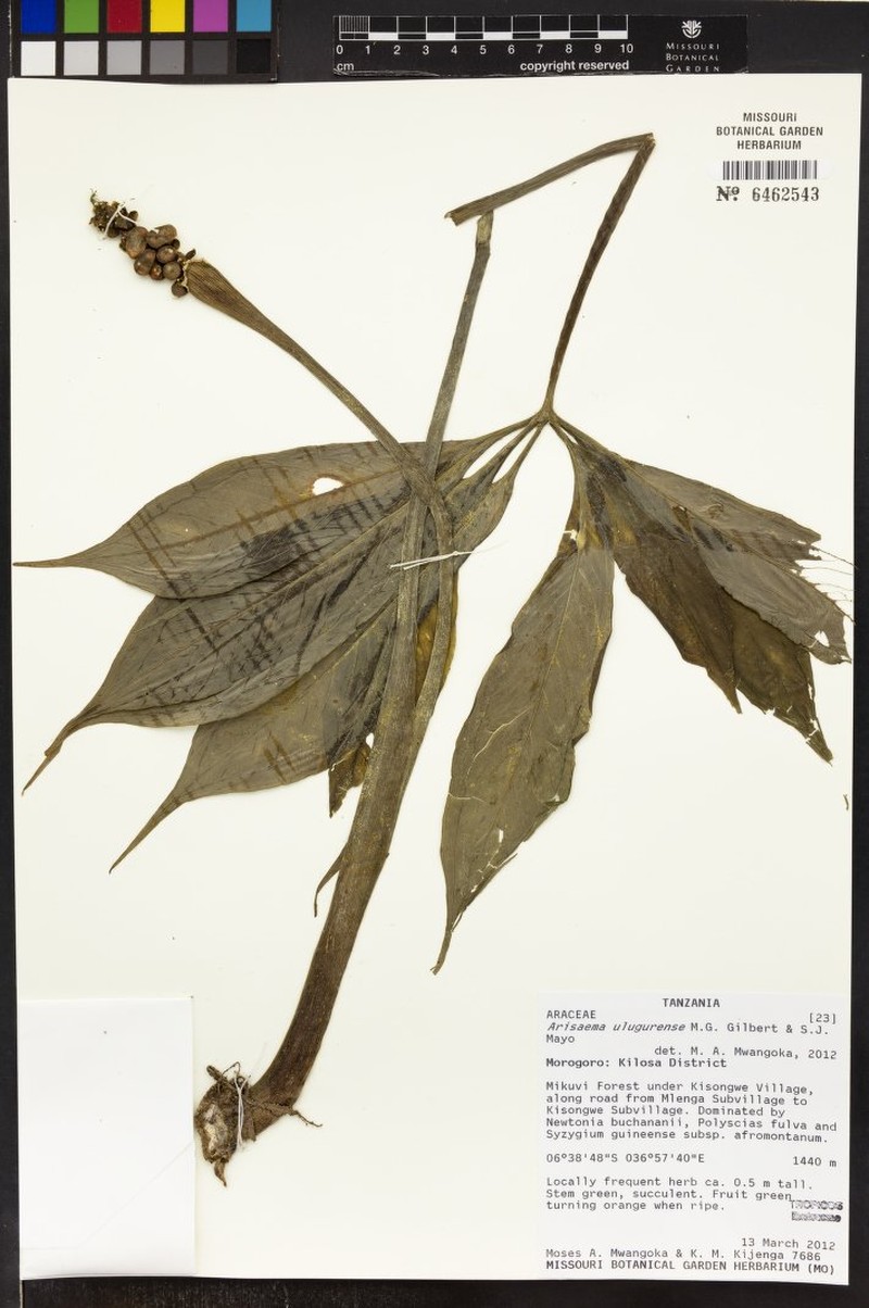 Arisaema ulugurense