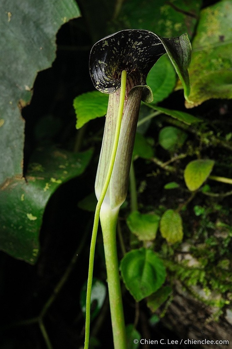 Arisaema umbrinum