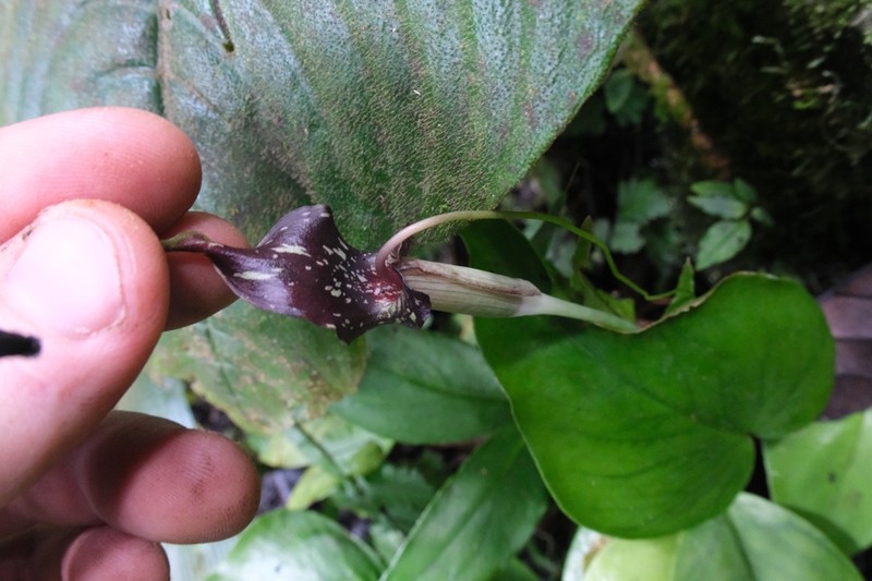Arisaema umbrinum photo 2