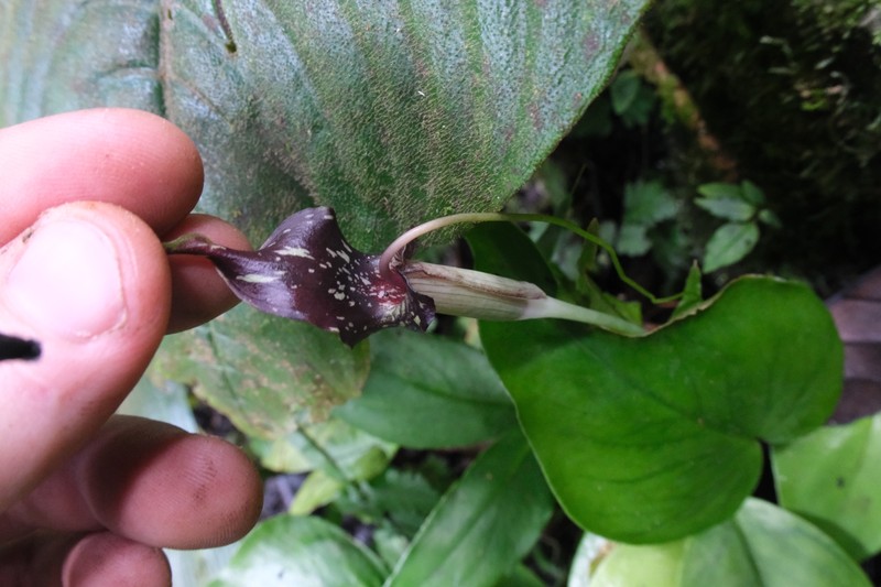 Arisaema umbrinum photo 3