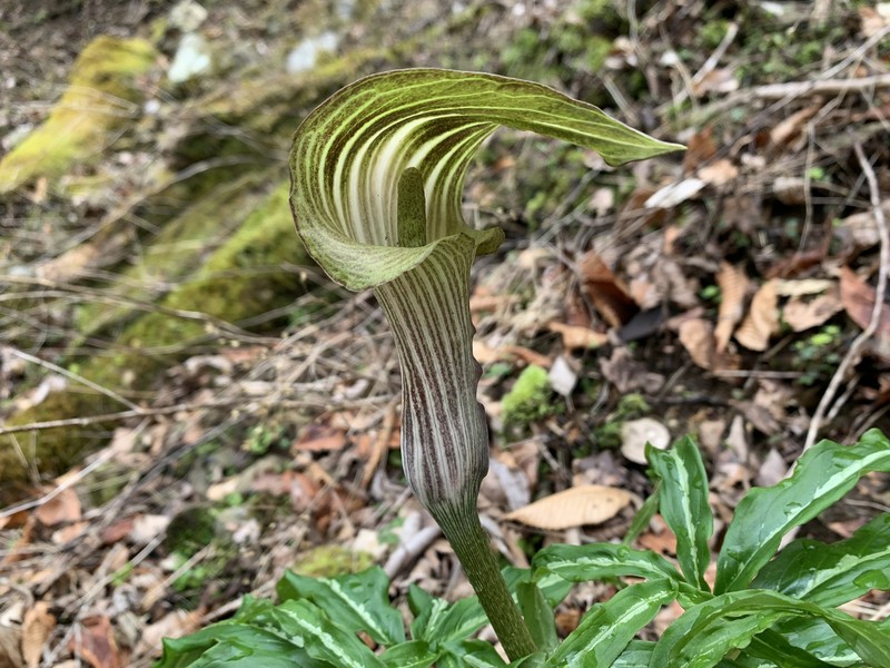 Arisaema undulatifolium photo 8