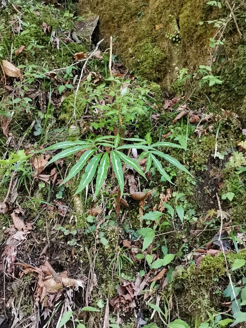 Arisaema undulatifolium subsp. undulatifolium