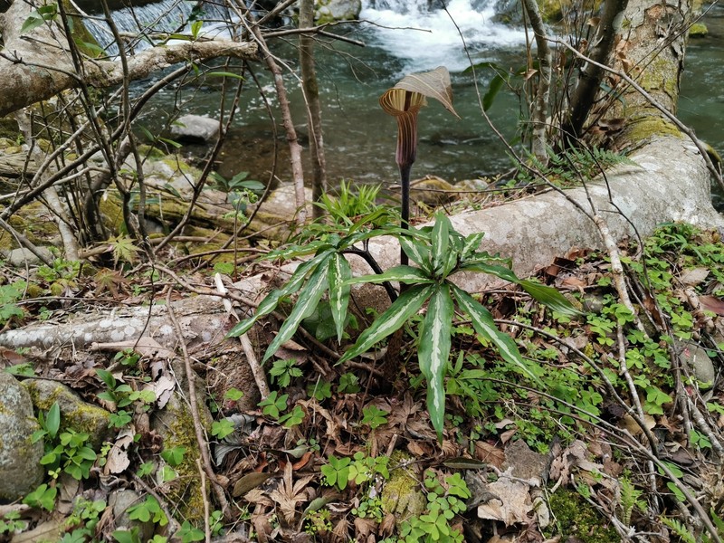 Arisaema undulatifolium subsp. undulatifolium photo 2