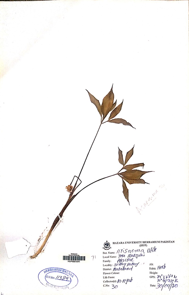 Arisaema utile photo 2