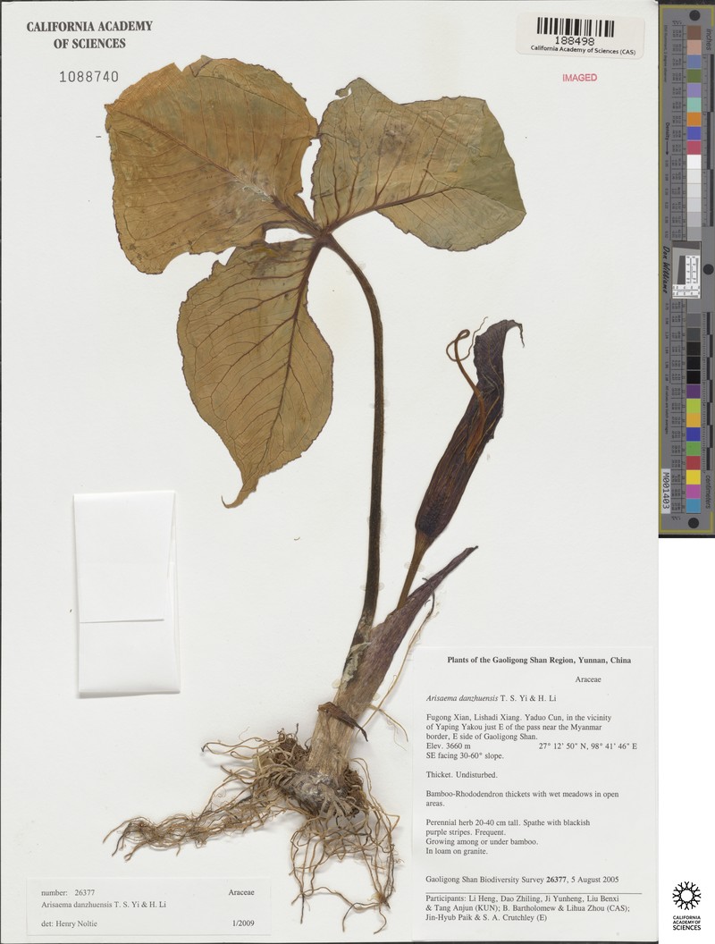 Arisaema utile photo 4