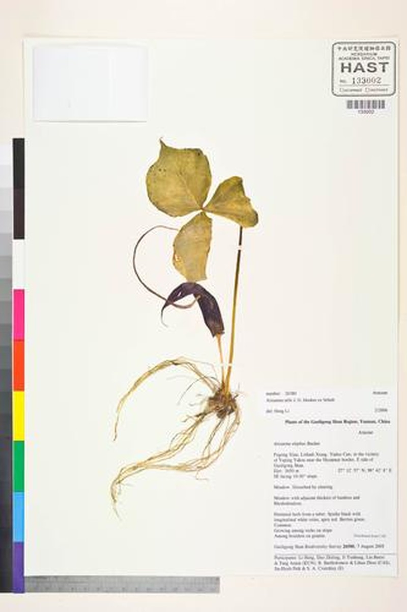 Arisaema utile photo 5