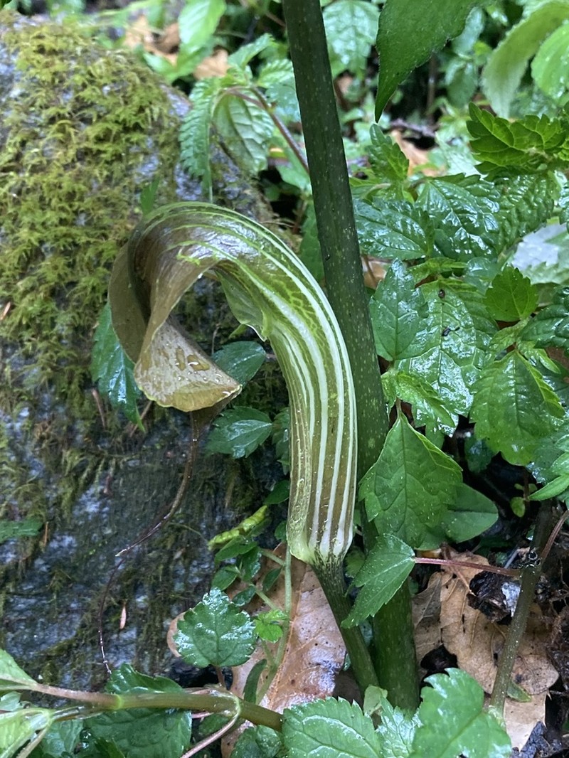 Arisaema utile photo 6