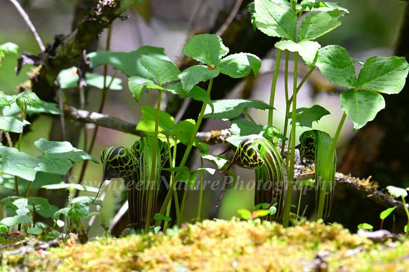 Arisaema vexillatum photo 3