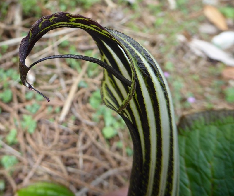 Arisaema vexillatum photo 4