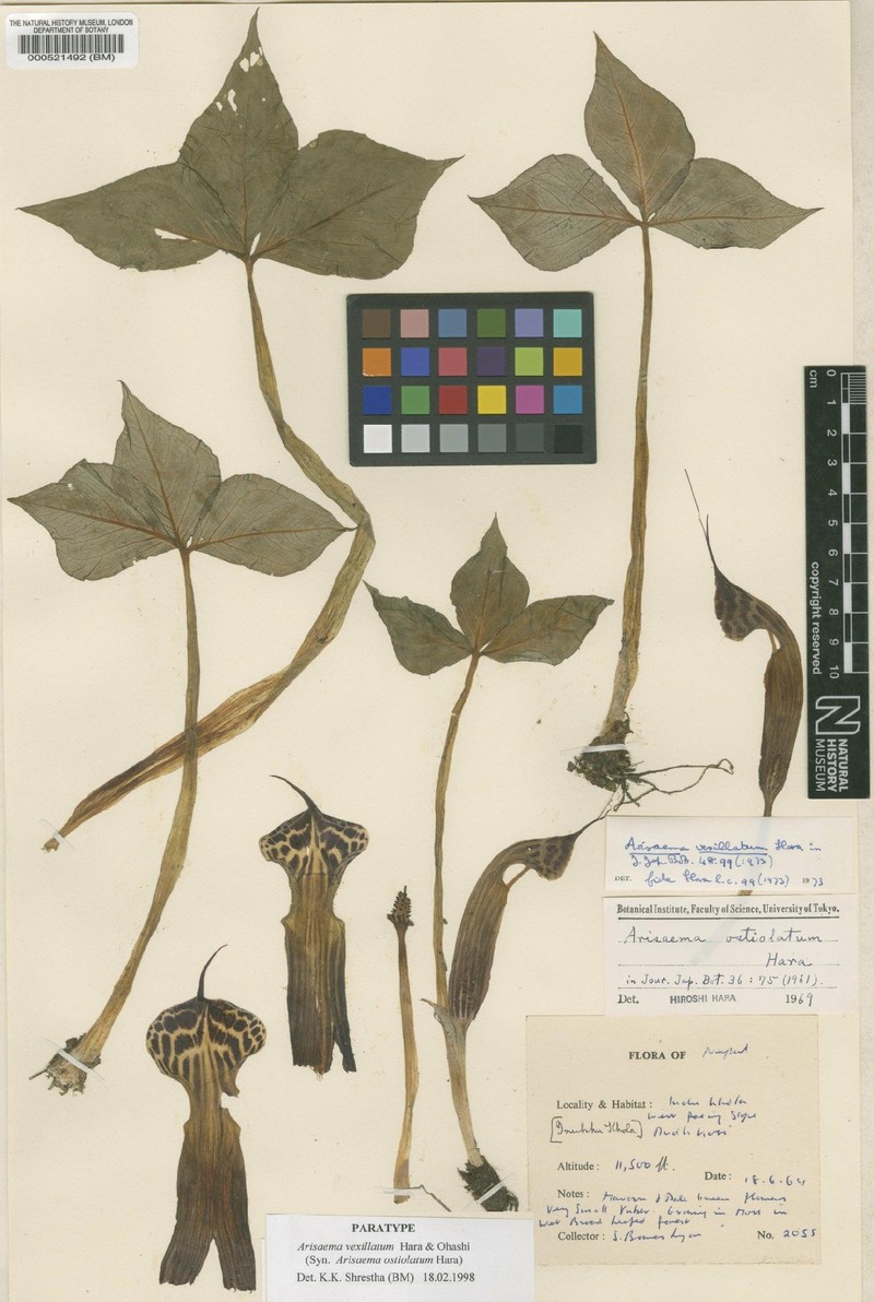 Arisaema vexillatum photo 5