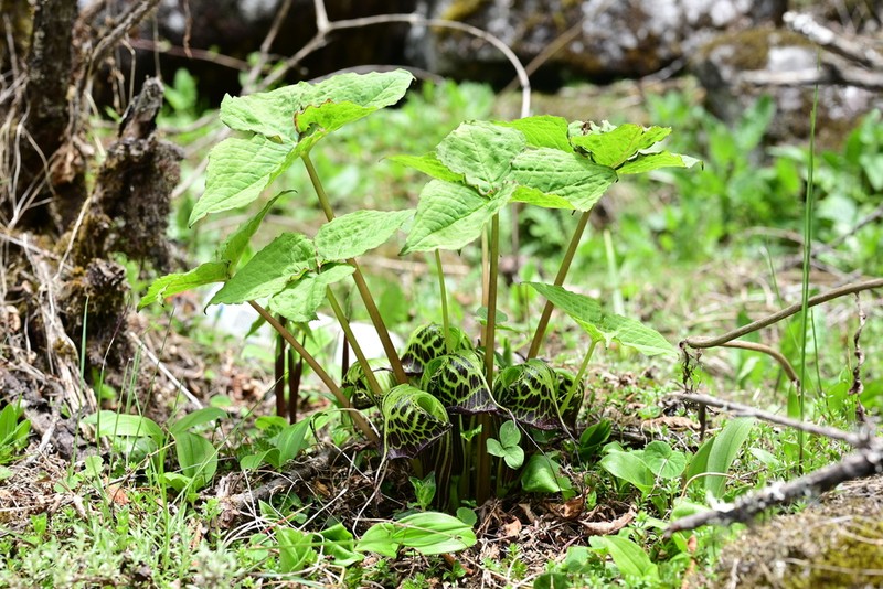 Arisaema vexillatum