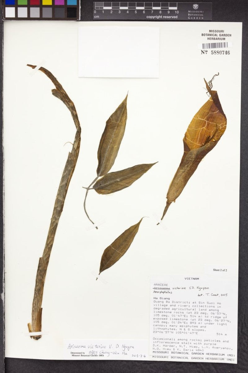 Arisaema victoriae photo 2