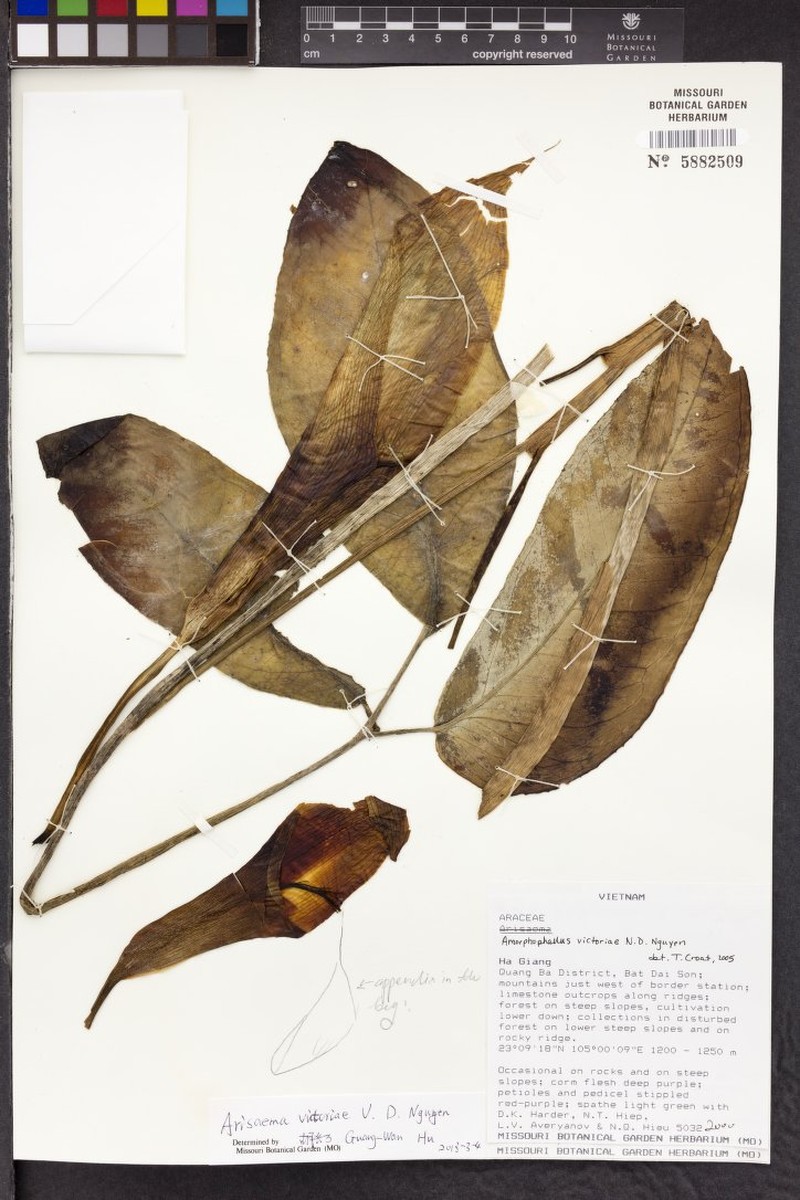 Arisaema victoriae photo 3