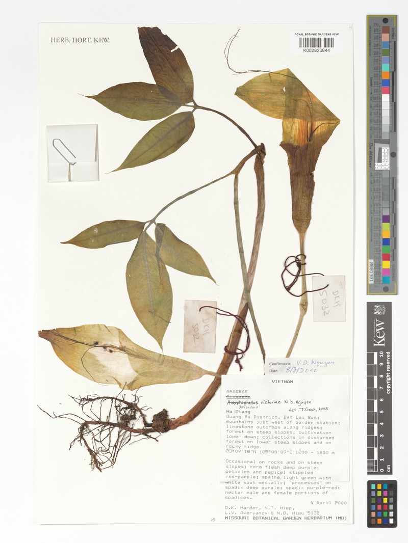 Arisaema victoriae photo 4