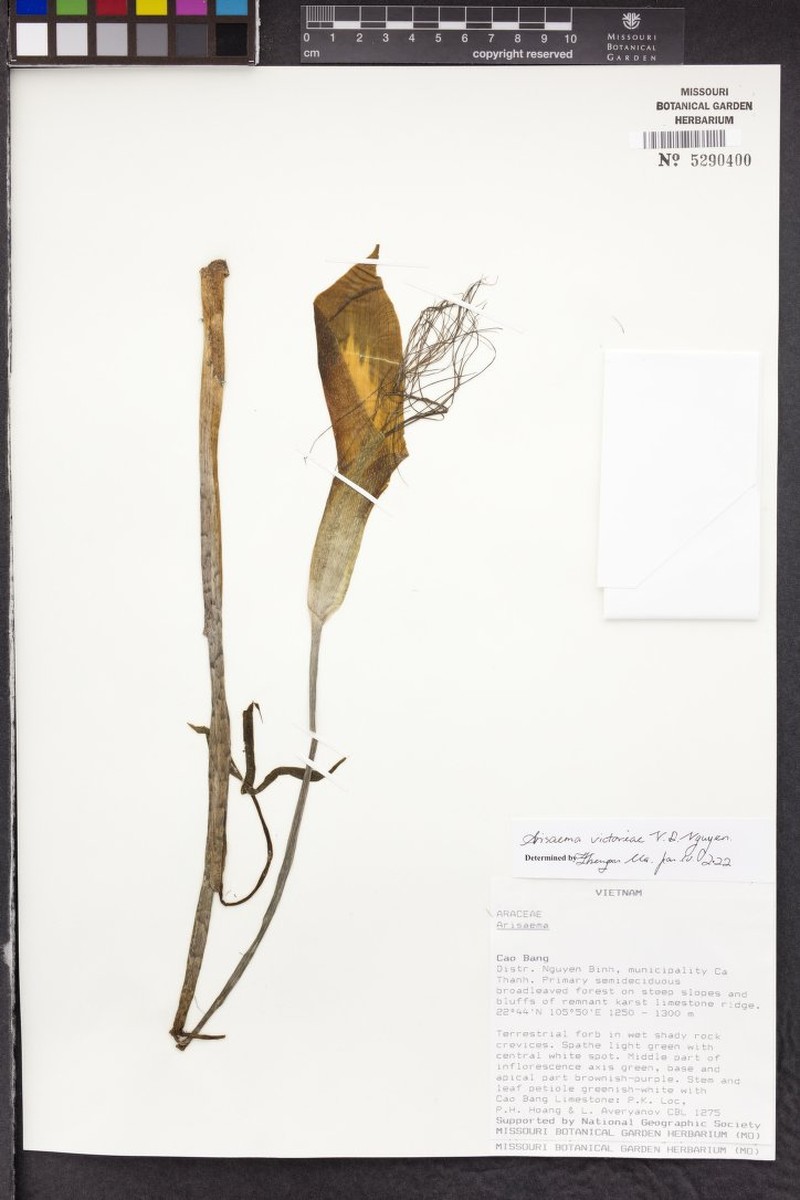 Arisaema victoriae photo 5
