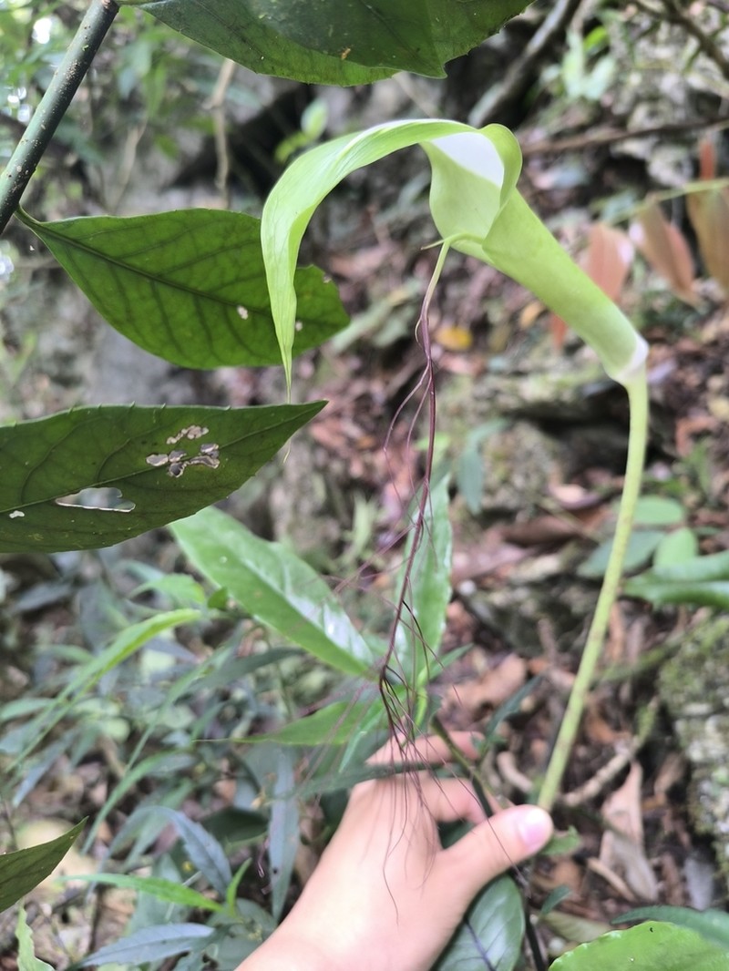 Arisaema victoriae