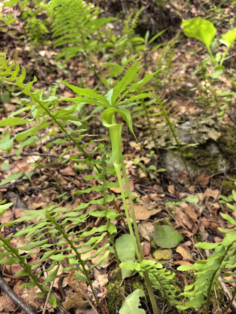 Arisaema wardii