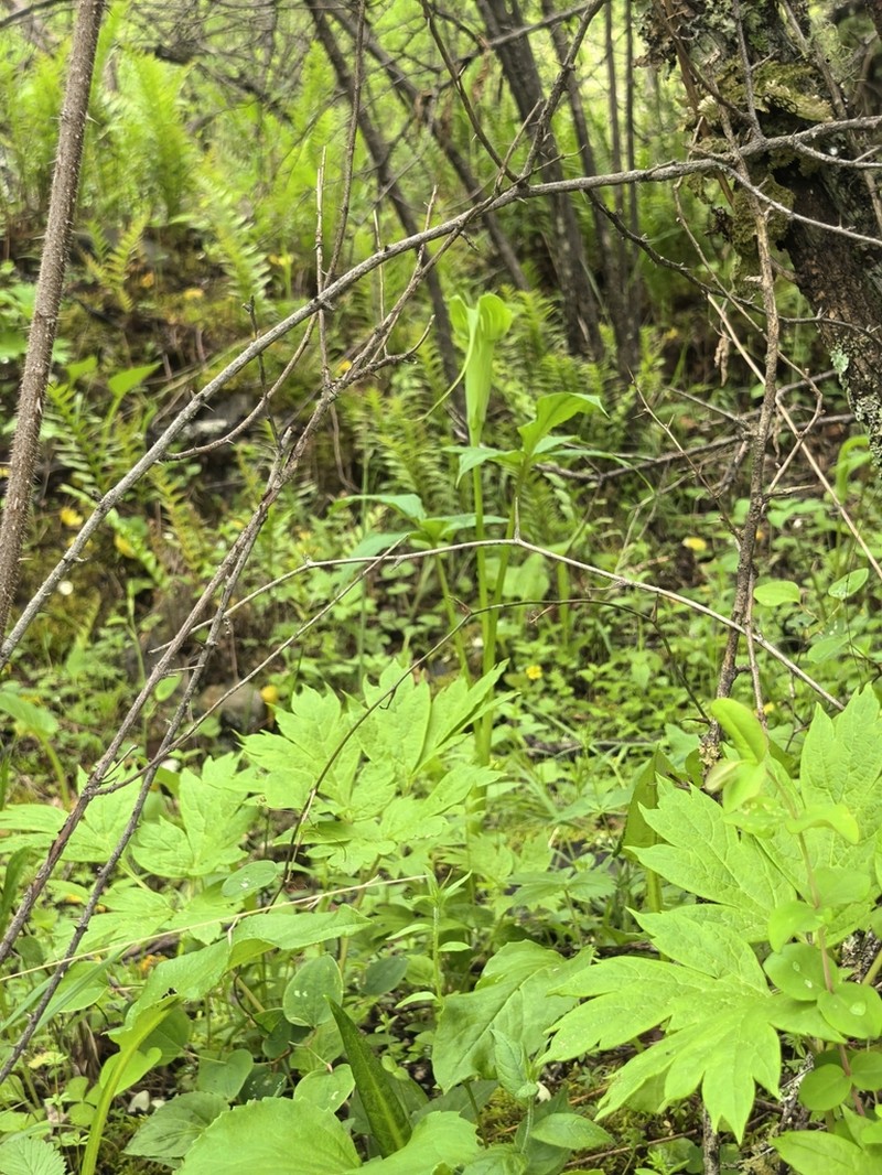 Arisaema wardii photo 2