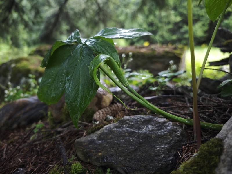 Arisaema wardii photo 3