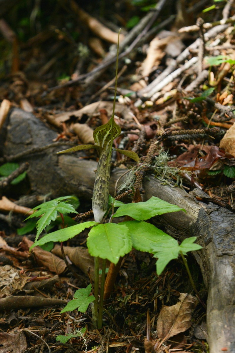 Arisaema wattii photo 2